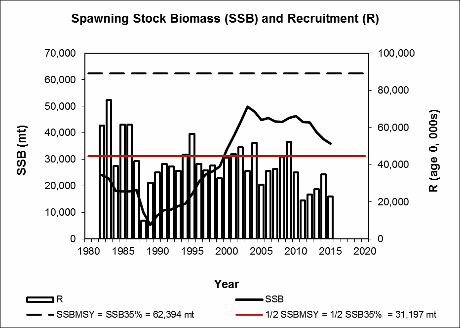 Summer Flounder - Spawning Stock Biomass and Recruitment