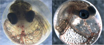 Killifish Embryos
